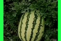 吃瓜画饼基地,揭秘虚拟世界中的奇幻乐园