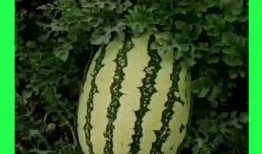 吃瓜画饼基地,揭秘虚拟世界中的奇幻乐园