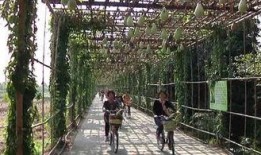 小溪吃瓜,揭秘瓜界那些事儿