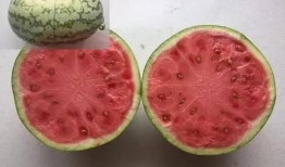 暑期吃三瓜,西瓜、黄瓜、冬瓜，清凉一夏尽享美味