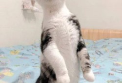 吃瓜猫动画,揭秘动画中的趣味世界