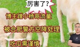 吃瓜群众怎么处理的,吃瓜群众如何巧妙处理八卦风波