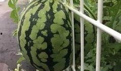 卖瓜吃花,卖瓜人自创的奇妙美食之旅