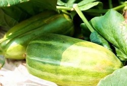 生瓜怎么吃最好,生瓜的多样美味食用指南