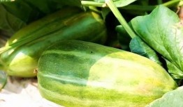 生瓜怎么吃最好,生瓜的多样美味食用指南