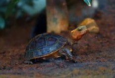 乌龟吃小瓜吗,揭秘乌龟是否吃小瓜