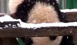 吃瓜小熊live,揭秘娱乐圈幕后故事