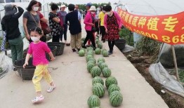 夏天爸爸吃瓜比赛,爸爸们的吃瓜大赛大比拼