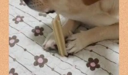 吃瓜吧嗒嘴,揭秘瓜类美食的独特魅力