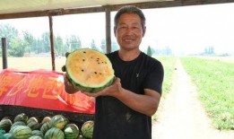 太仓吃瓜新闻事件最新,一场网络热议背后的真相揭秘