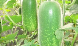 梦见亲戚吃大瓜,揭秘亲戚共品大瓜的神秘寓意