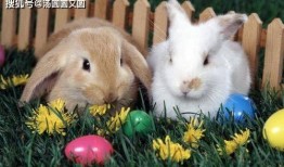 兔子吃八叶瓜好吗怎么吃,营养美味，正确食用方法揭秘