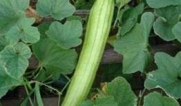 吃脆脆瓜,夏日消暑新宠