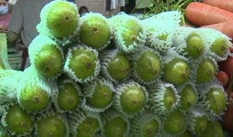 葫芦瓜种多久得吃,葫芦瓜种植周期全解析