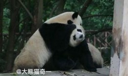 吃瓜小熊live,揭秘娱乐圈幕后故事