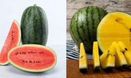 吃瓜8mile,揭秘网络热词背后的故事