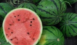 吃想吃的瓜,探寻那令人垂涎的甜蜜诱惑