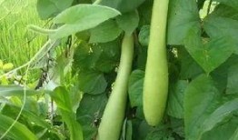 吃瓠子瓜中毒,预防与应对策略