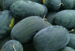 双河市吃瓜,品味夏日甜蜜时光