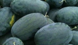 双河市吃瓜,品味夏日甜蜜时光