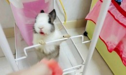 pp吃瓜,pp吃瓜背后的真相与内幕