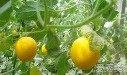 经常吃伊丽莎白瓜好吗,常食益处多，健康生活新选择