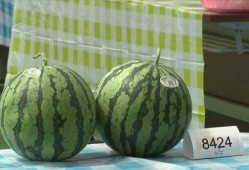 在嘉兴吃瓜,品味江南特色，解锁夏日清凉新体验