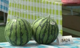 在嘉兴吃瓜,品味江南特色，解锁夏日清凉新体验