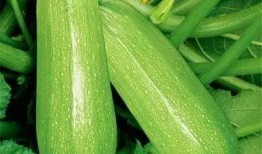 莫西林吃瓜,揭秘网红美食背后的故事