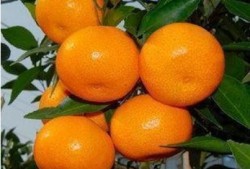 茭瓜可以和牛奶一起吃吗,健康美味两不误