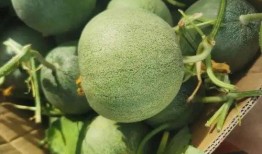 吃瓜团介绍,网络热议背后的真相与趣味