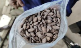 松滋某校吃瓜,揭秘校园生活趣味瞬间