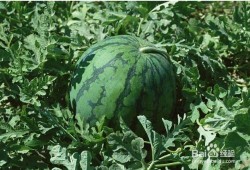 孕妇吃蛟瓜吗,营养健康两不误