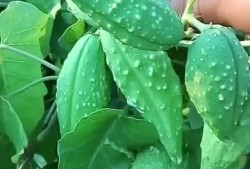 常吃瓢瓜,健康生活新选择