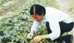 老乡吃瓜的,一场民间舆论的风暴