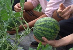 杨浦队长吃瓜,揭秘背后真相与网络热议