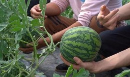 杨浦队长吃瓜,揭秘背后真相与网络热议