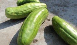 吃脆脆瓜,夏日消暑新宠