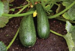 秋季吃瓜好吗,美味与健康的双重享受