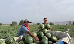 随地吃瓜17,揭秘网络热议背后的真相与趣味