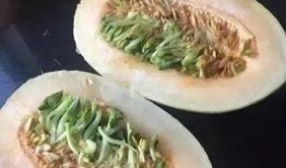 在嘉兴吃瓜,品味江南特色，解锁夏日清凉新体验