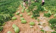 吃瓜画饼基地,揭秘虚拟世界中的奇幻乐园