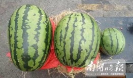 在嘉兴吃瓜,品味江南特色，解锁夏日清凉新体验