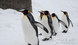 企鹅吃瓜账号,揭秘娱乐圈那些不为人知的幕后故事