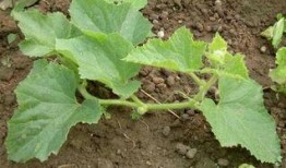 种花和吃瓜教案,寓教于乐的植物认知与生活体验课程