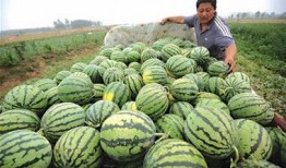 卖瓜吃花,卖瓜人自创的奇妙美食之旅