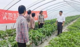 沭阳打架吃瓜,一场打架事件引发的全民“吃瓜”热潮