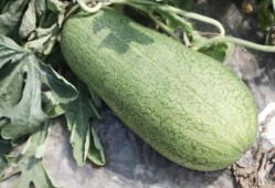 夏天的吃瓜,缤纷吃瓜指南