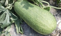 夏天的吃瓜,缤纷吃瓜指南