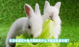 兔子吃八叶瓜好吗怎么吃,营养美味，正确食用方法揭秘